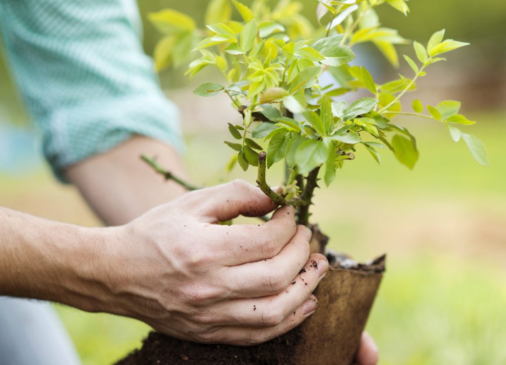 Gartenarbeit: Jeder Kann Es Lernen | ERGO Blog