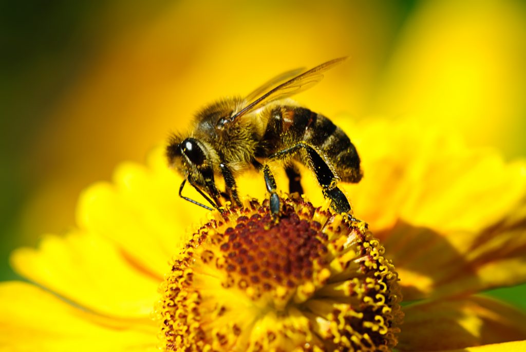 Biene auf einer Blume